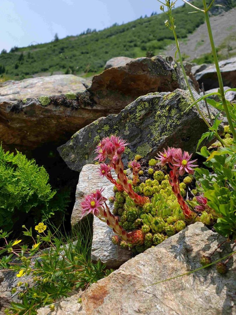 Sempervivum montanum